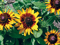 Tall Bi-Color Sunflower Select Seeds