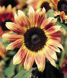 Strawberry Blonde Sunflower Seeds