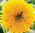 Short Yellow Sunflower Select Seeds