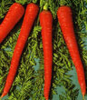 Sunrise Red Hybrid Carrot Seeds