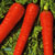 Sunrise Red Hybrid Carrot Seeds