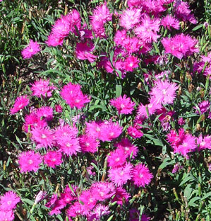 Supra Purple Dianthus Seeds