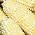 Sweet Chorus F1 Corn Seeds