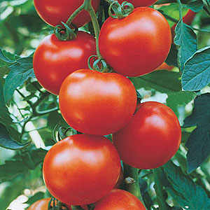 Sweet Cluster Cherry Tomato Seeds