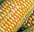 Bi-Color Miraia Sweet Corn Seeds