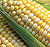Bi-Color Northern Extra Sweet Sweet Corn Seeds