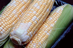 Bi-Color Parfait F1 Sweet Corn Seeds