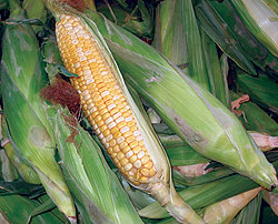 Bi-Color Extra Tender 277A F1 Sweet Corn Seeds