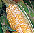 Bi-Color Extra Tender Sweet Corn Seeds