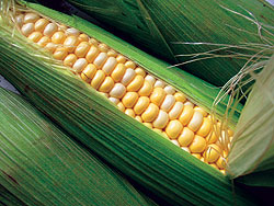 Bojangles F1 Sweet Corn Seeds