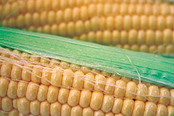 Jubilee F1 Sweet Corn Seeds