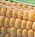 Jubilee Sweet Corn Seeds