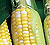 Quickie Sweet Corn Seeds