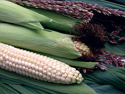 Silver King F1 Sweet Corn Seeds