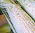 White Extra Tender Sweet Corn Seeds