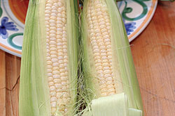 White Out F1 Sweet Corn Seeds