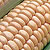 Yellow Beauty Sweet Corn Seeds