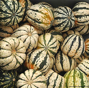 Sweet Dumplings Winter Squash Seeds