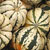 Sweet Dumplings Winter Squash Seeds