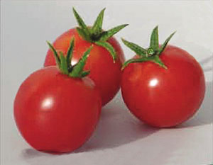 Container Patio Sweet N Neat F1 Red Cherry Tomato Seeds