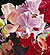 Mammoth Mix Sweet Pea Seeds