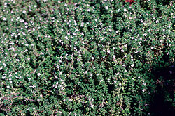 Gourmet Select Thyme Seeds