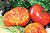 Brandywine Heirloom Tomato Seeds