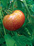 Jubilee Heirloom Tomato Seeds