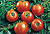 Beefsteak  Tomato Seeds