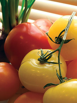 Golden Girl Tomato Seeds