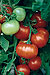 Super Fantastic F1 Hybrid Tomato Seeds