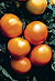 Husky Gold F1 Hybrid Tomato Seeds