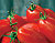 Roma Tomato Seeds