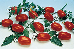 Juliet Tomato Seeds