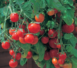 Tumbling Tom Cherry Tomato Seeds