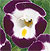 Clown Blue White Torenia Seeds