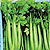 Utah Celery Seeds