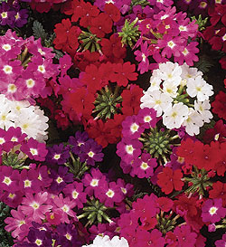 Quartz Mix Verbena Seeds