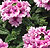 Tuscany Orchid Frost Verbena Seeds