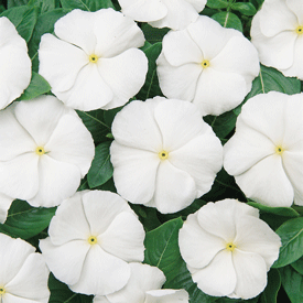 Cooler Coconut Vinca Seeds