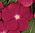 Cooler Hot Rose Vinca Seeds