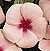 Pacifica Apricot Vinca Seeds