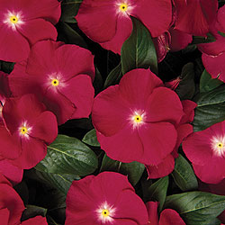 Pacifica Cherry Red Vinca Seeds