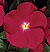 Pacifica Cherry Red Vinca Seeds