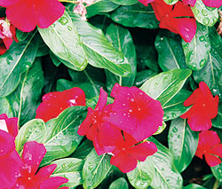 Red Vinca Select Seeds