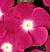 Pacifica Magenta Halo Vinca Seeds