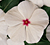 Polka Dot Vinca Seeds