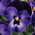 Penny Denim F1 Viola Seeds