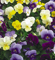 Penny Lane Mix Viola Seeds