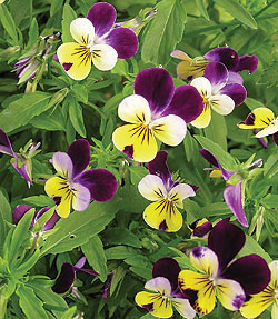 Old Fashioned Viola Select Seeds